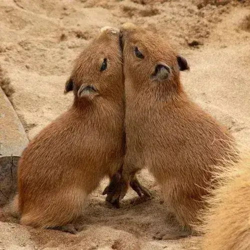 anh avatar capybara vo tri hai huoc 11