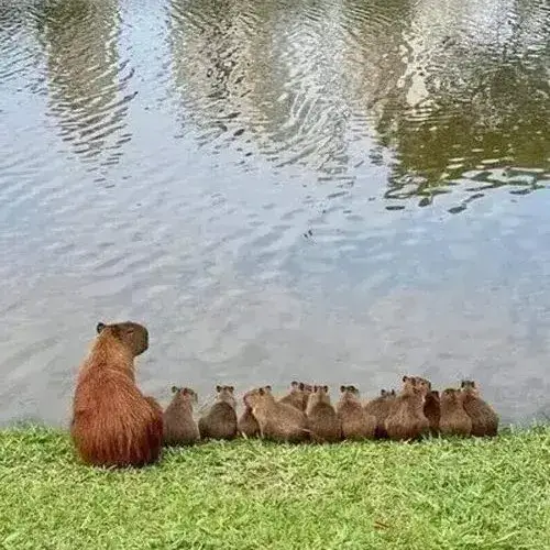 anh avatar capybara vo tri hai huoc 12