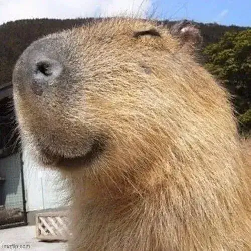 anh avatar capybara vo tri hai huoc 14