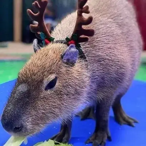 anh avatar capybara vo tri hai huoc 15