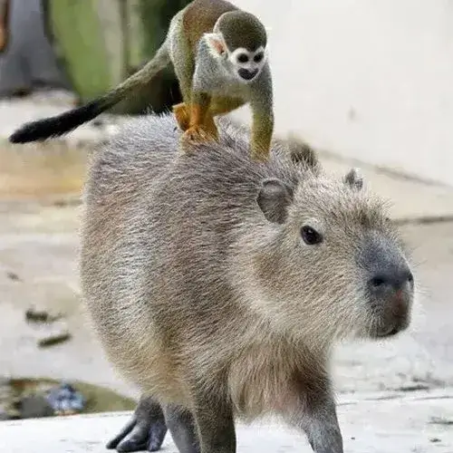 Ảnh avt Zalo capybara vô tri đáng yêu theo phong cách meme