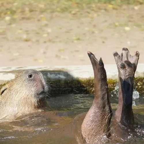 Capybara bất cần giữa bối cảnh xung quanh đầy lạc quẻ