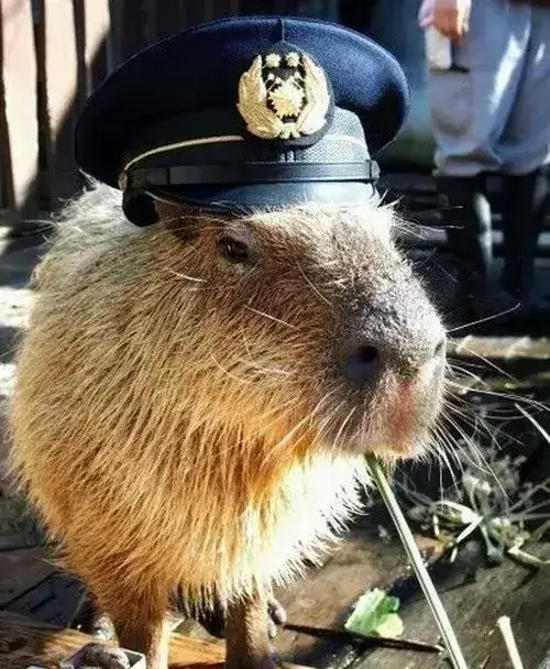 anh avatar capybara vo tri hai huoc 4