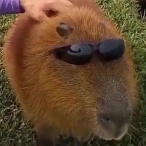 Ảnh profile Tiktok capybara ngơ ngác tạo dấu ấn cá nhân hài hước