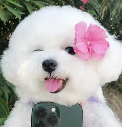 70 Ảnh Avatar Cún Con Cute nhìn là muốn lưu về làm ảnh đại diện liền tay