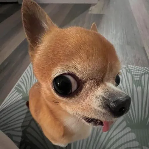 anh avatar vo tri hai huoc 21