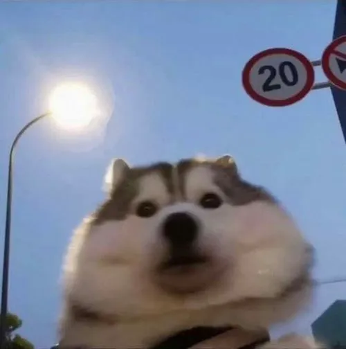 Ảnh profile vui nhộn trống cảm xúc phong cách meme dễ nhớ