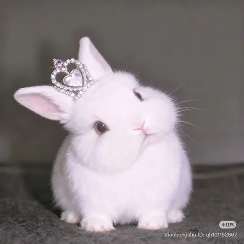 100+ Ảnh Avatar Con Thỏ Cute phù hợp với người yêu sự nhẹ nhàng đáng yêu
