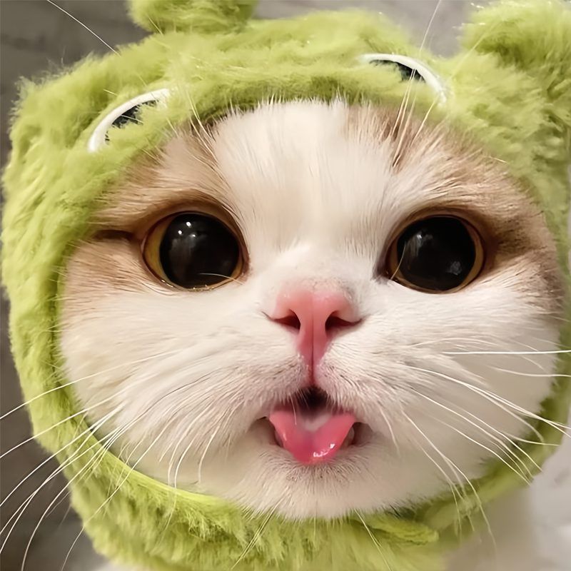 avatar-anh-meo-cute-11