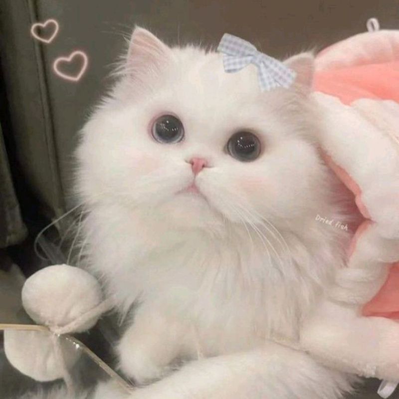 avatar-anh-meo-cute-13