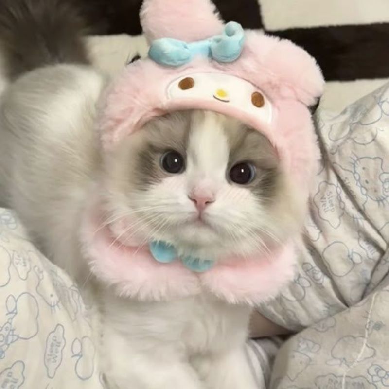 avatar-anh-meo-cute-14