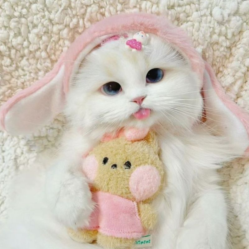 avatar-anh-meo-cute-17