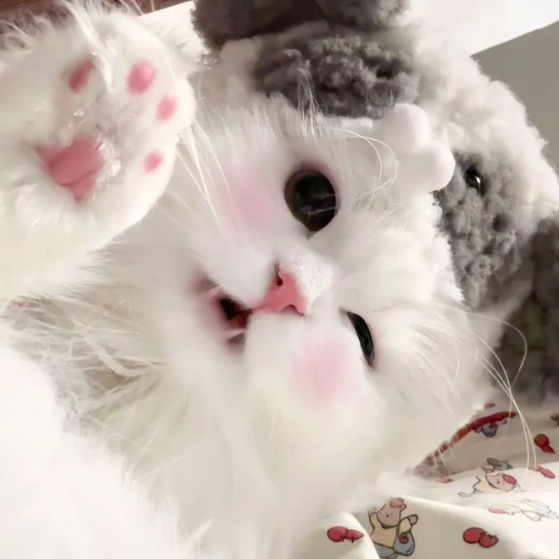 avatar-anh-meo-cute-18