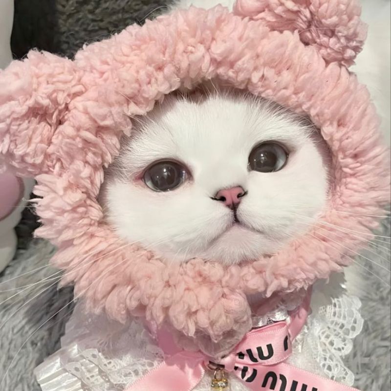 avatar-anh-meo-cute-21