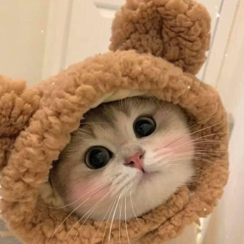 avatar-anh-meo-cute-6