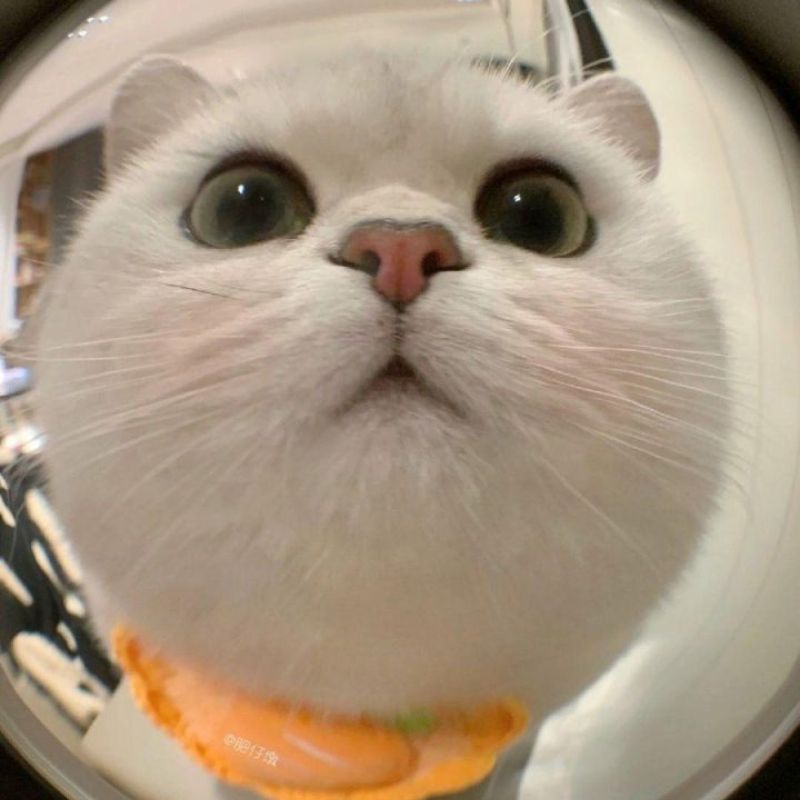 avatar-anh-meo-cute-9
