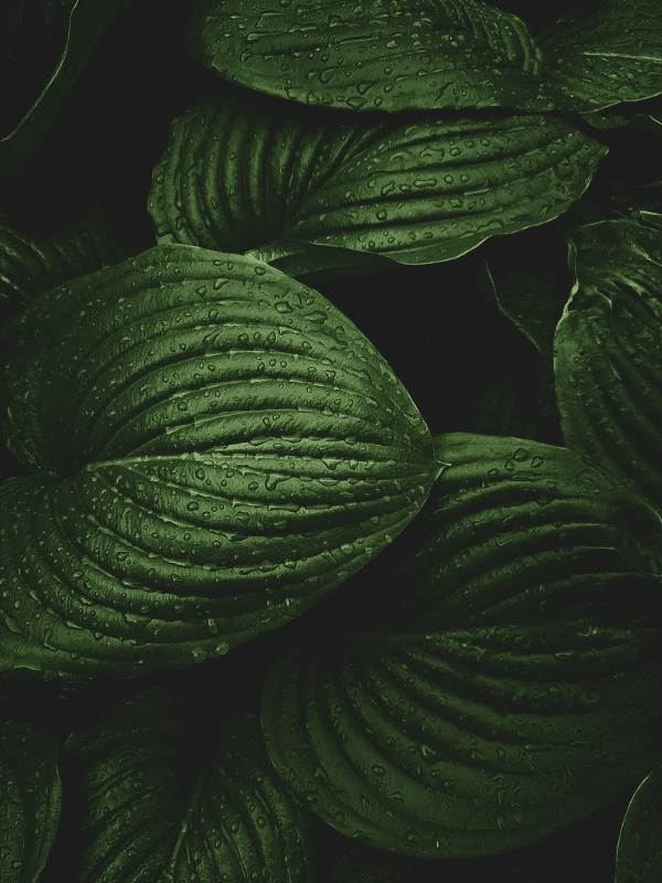 hinh-nen-dien-thoai-dep-ngau-2
