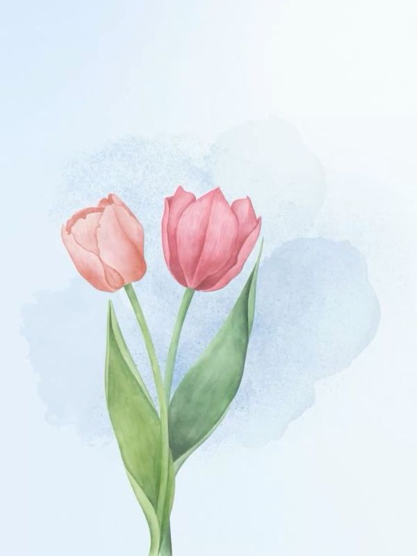hinh-nen-hoa-tulip-ve-21