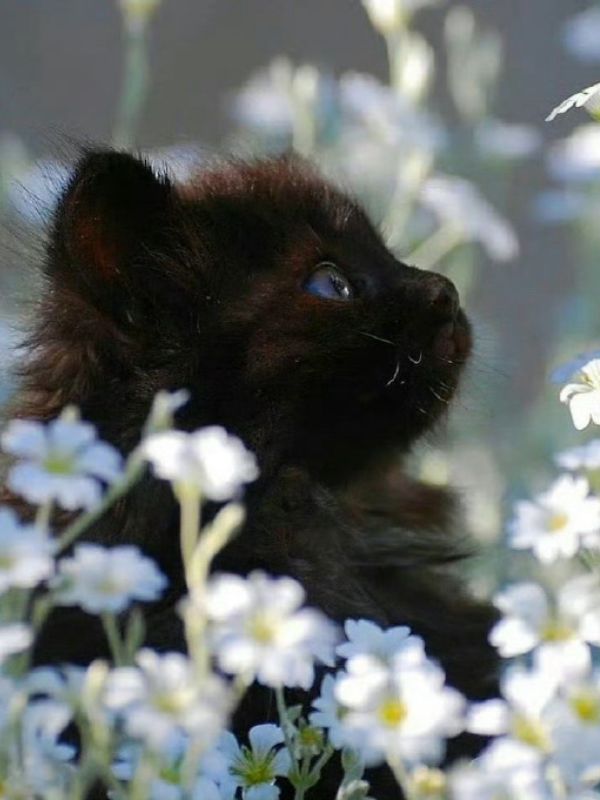 hinh-nen-meo-cute-12