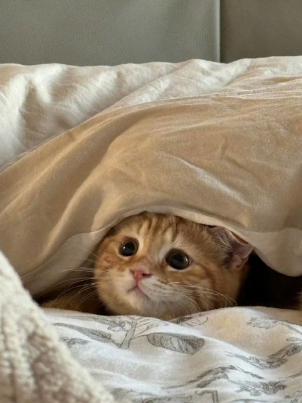 hinh-nen-meo-cute-14