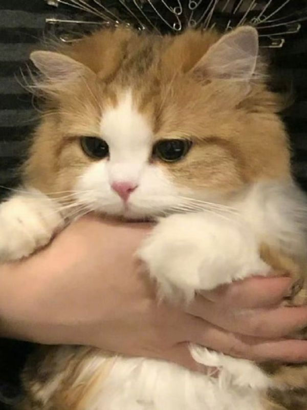 hinh-nen-meo-cute-15