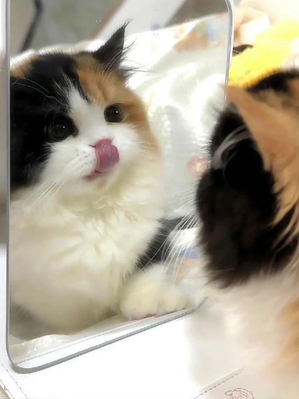 hinh-nen-meo-cute-16