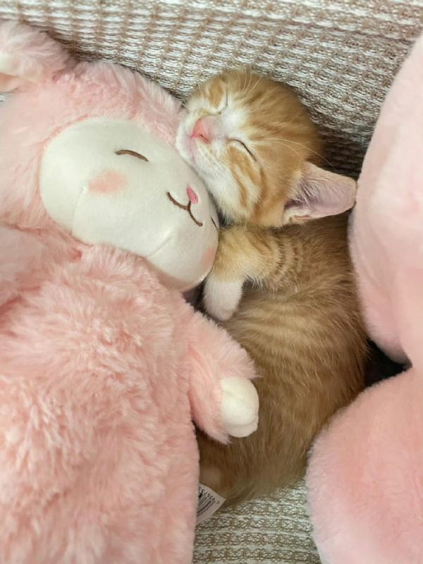 hinh-nen-meo-cute-2
