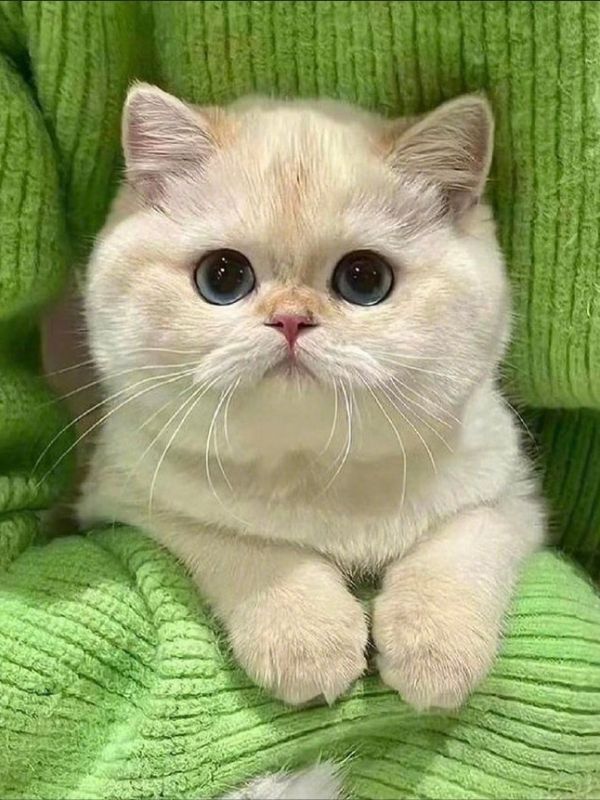 hinh-nen-meo-cute-20