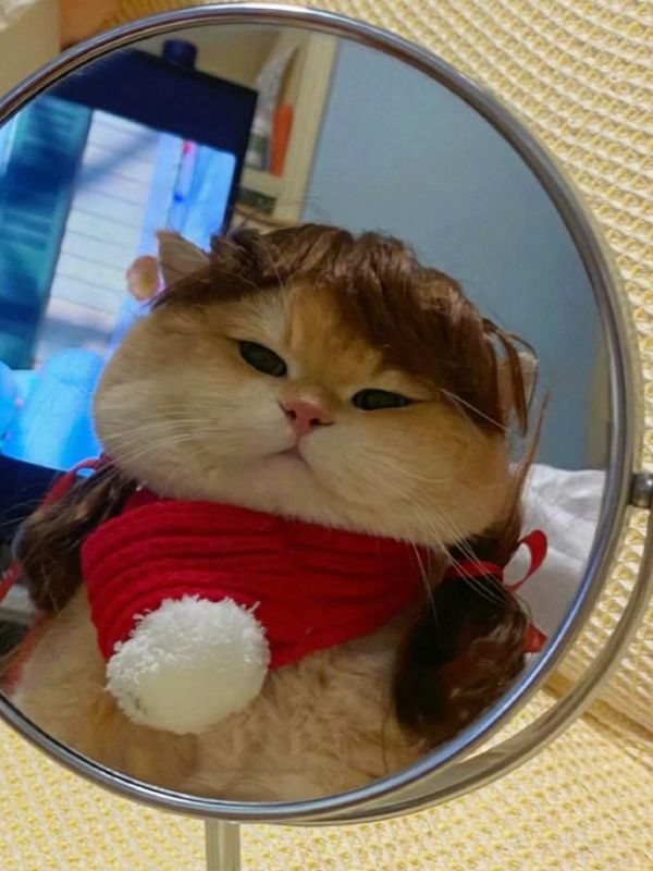 hinh-nen-meo-cute-22