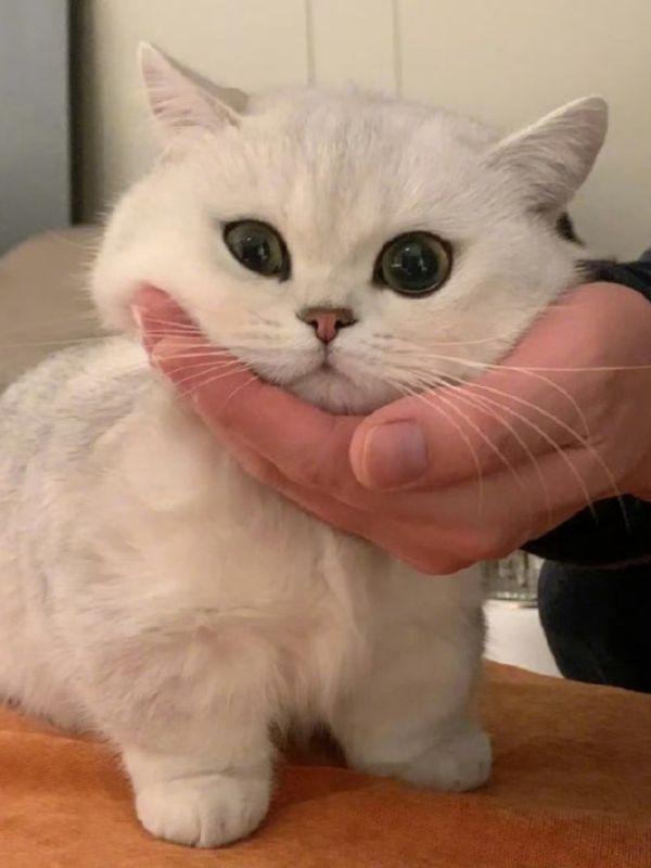 hinh-nen-meo-cute-24