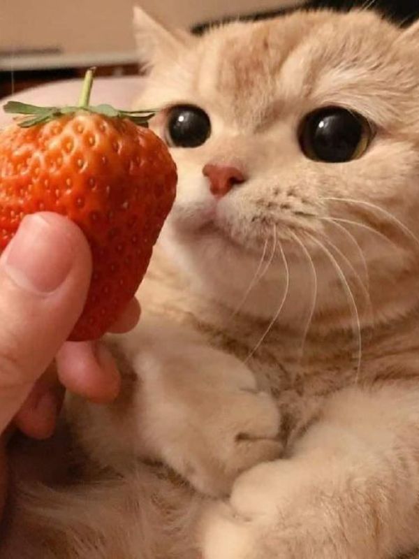 hinh-nen-meo-cute-7