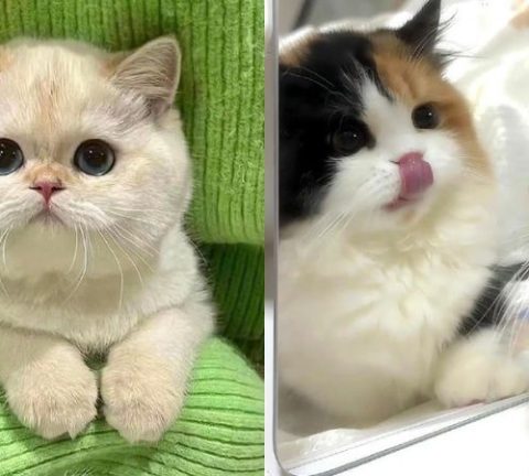 25+ Hình nền mèo cute: Cực đáng yêu tan chảy trái tim CĐM