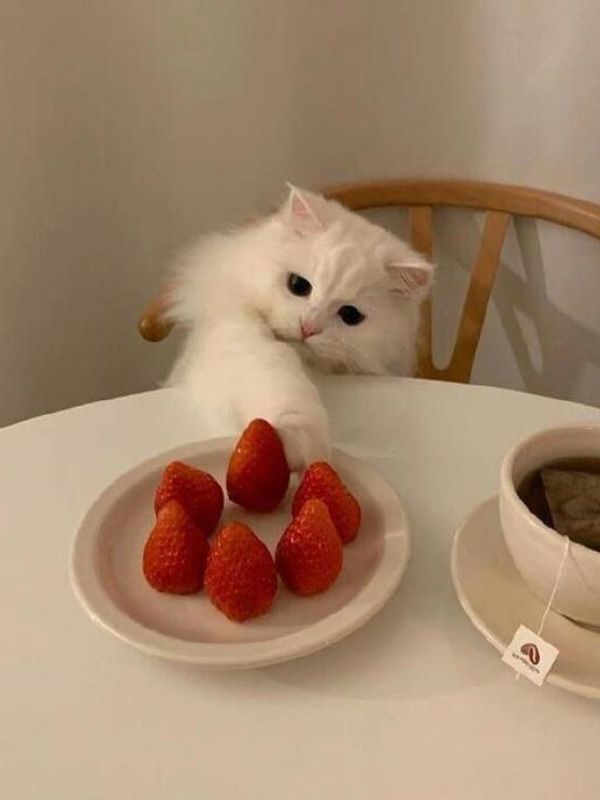 hinh-nen-meo-cute-8