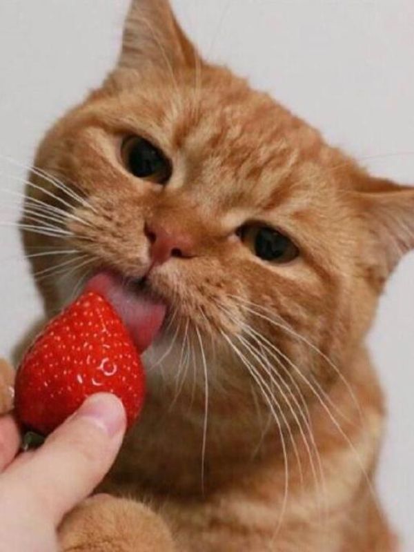 hinh-nen-meo-cute-9
