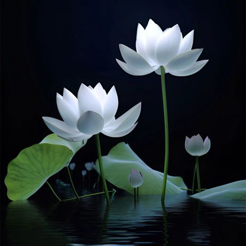tai-anh-hoa-sen-trang-dam-tang-6